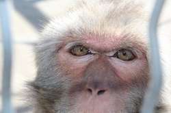 Вінничани самі обиратимуть, яких мавп придбає зоопарк