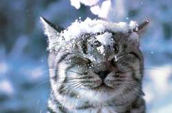 В Україні досі тримається мороз: прогноз погоди