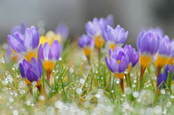 В Україну прийде потепління з 26 березня 