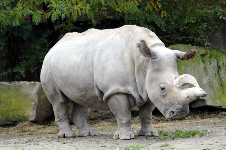 Помер останній у світі самець північного білого носорога 