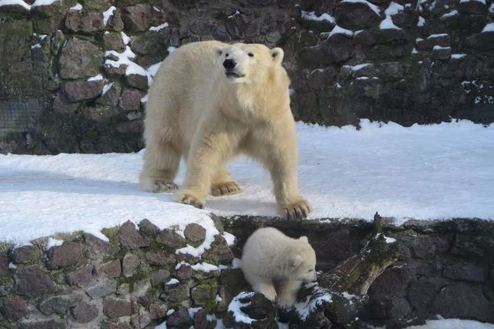 Медвежонок из Николаевского зоопарка радуется снегу: появились забавные фото 