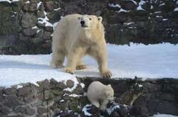 Медвежонок из Николаевского зоопарка радуется снегу: появились забавные фото 