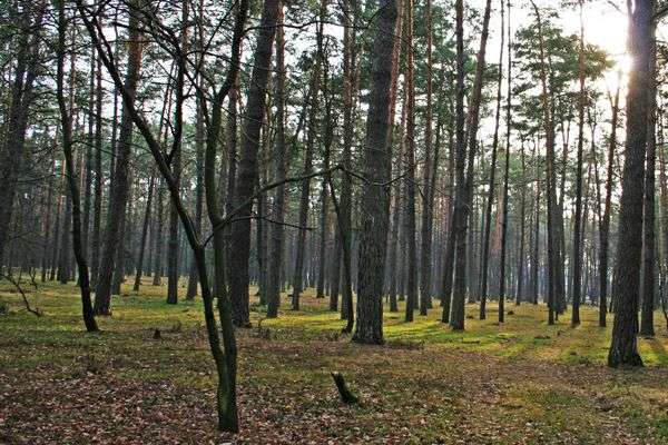 Держава намагається повернути ліс під Києвом, який хоче забудувати екс-помічник нардепа