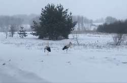 На Львовщине подкармливают вернувшихся на родину аистов: трогательное видео 