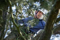 Як американський пенсіонер рятує котів, які застрягають на деревах. Фотогалерея