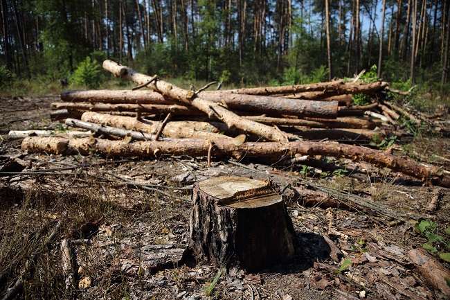 У столиці можуть ввести мораторій на санітарну вирубку лісів