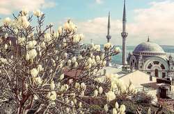 В Стамбуле расцвели магнолии. Чарующие фото