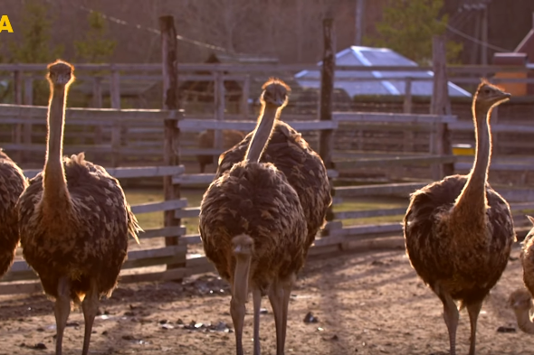 Екзотичний бізнес: як житель Київщини відкрив страусину ферму
