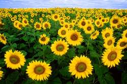 В Україні відкриють нові заводи з переробки соняшників