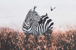 Фотограф своїми неймовірними світлинами закликає боротися за збереження дикої природи