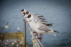 Весна в Одессе: появились красивые фото успокоившегося моря