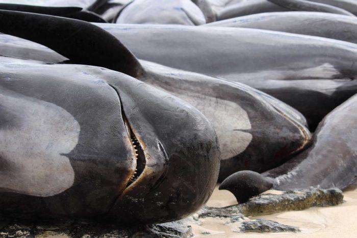 Більше сотні чорних дельфінів викинулися на берег в Австралії