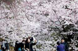 В Токио массово зацвела сакура: появились впечатляющие фото