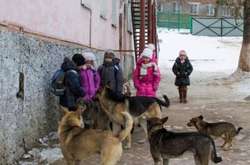 Під Одесою бездомні пси накинулися на 6-річну дівчинку