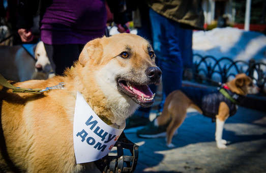 Врятовані собаки крокували вулицями Одеси. Фоторепортаж з масштабної акції