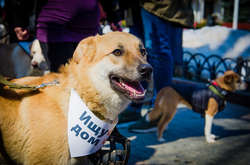 Врятовані собаки крокували вулицями Одеси. Фоторепортаж з масштабної акції