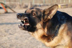 У Білій Церкві вівчарка зірвалася з прив’язку і покусала трьох людей