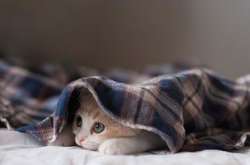 В Україні знову похолодає: вночі заморозки