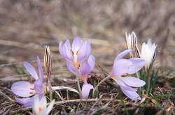 Весна у Київ запізнилася на 13 днів