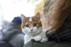 Майже 350 киян хочуть стати опікунами безпритульних тварин