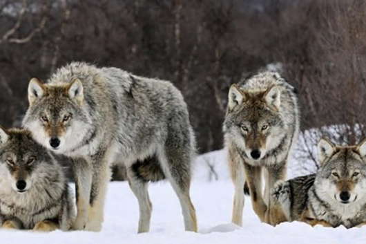 В Чечельницькому районі на Вінниччині вовки загризли козуль