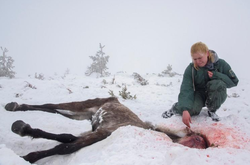 У Болгарії знайшли мертвими 70 коней. Прокуратура почала розслідування 