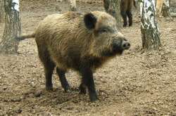 На Вінниччині застрелений дикий кабан виявився хворим на чуму