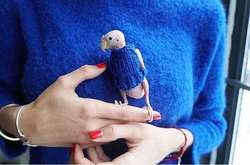 Попугай по кличке Рея