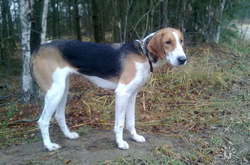 Триин-уокер кунхаунд 