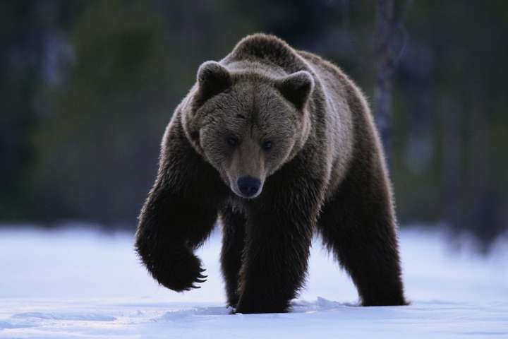У Румунії влада дозволила застрелити ведмедя, який приходив до села у пошуках їжі