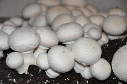 Україна в 12 разів збільшила експорт грибів 