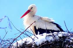 Дощі з мокрим снігом накриють частину України: прогноз погоди на 30 березня