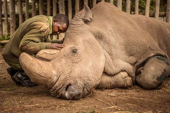 Світ прощається з останнім північним білим носорогом-самцем