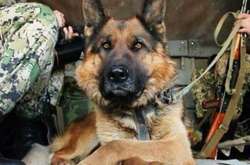 Справжні друзі людини. Добірка найкращих фото собак українських бійців на Донбасі