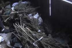 Виявлене у молодика зілля