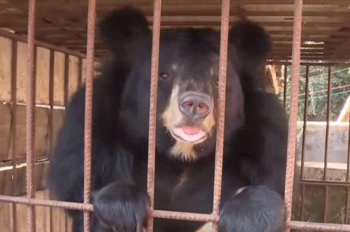 Китайський фермер прихистив маленького ведмедя: переплутав із цуценям 