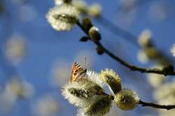 В Україну зайде різке потепління до +20 градусів: прогноз погоди на 1 квітня