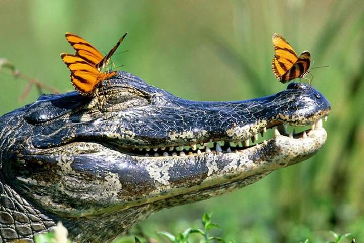 Прикордонники жартують: крокодили допоможуть охороняти українські землі