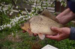 Відсьогодні в Україні почала діяти заборона на вилов риби