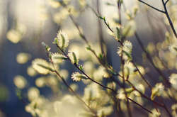 Цього тижня на Київ чекає «синоптична розкіш»