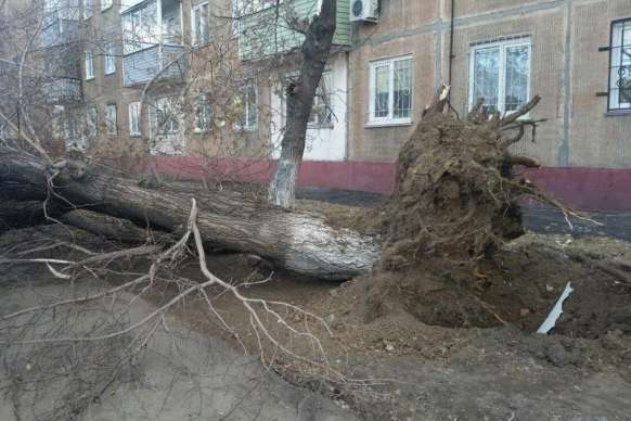 Негода на Вінниччині: шквальний вітер валив дерева