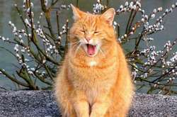 Завтра в Україні синоптики обіцяють до 17 градусів тепла