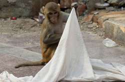 В Індії поліція шукає мавпу, яку звинувачують у викраденні людського немовля