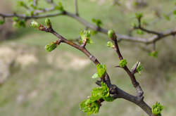 Сьогодні в Україні вже до +17 