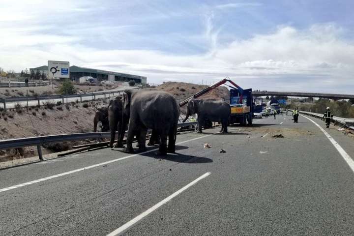 В Іспанії слони потрапили у ДТП, один з них загинув