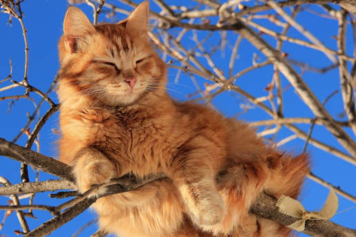 Українців чекає 20 градусів тепла вже найближчим часом