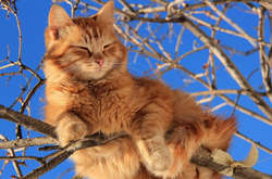 Українців чекає 20 градусів тепла вже найближчим часом