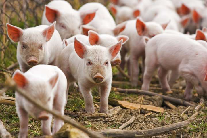 Названі ТОП-5 найпотужніших виробників свинини в Україні за підсумками 2017 року