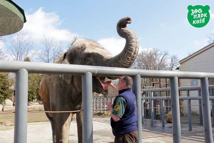 Слон из киевского зоопарка принимает солнечные ванны: появились фото