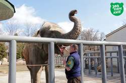 Слон из киевского зоопарка принимает солнечные ванны: появились фото